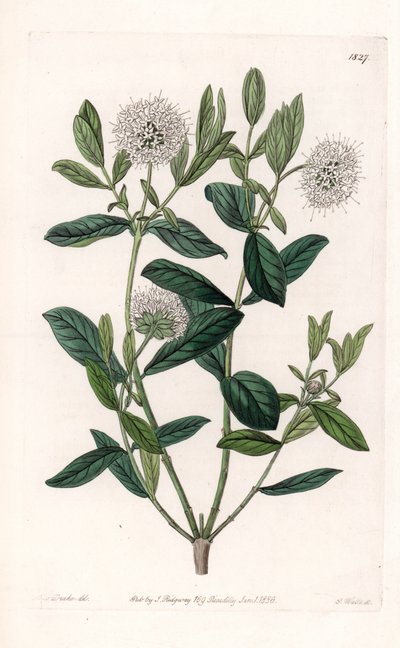 Pimelea Variete - Plate gravert av S.Watts, fra en illustrasjon av Sarah Anne Drake (1803-1857), fra Botanical Register of Sydenham Edwards (1768-1819), England av Sydenham Teast Edwards