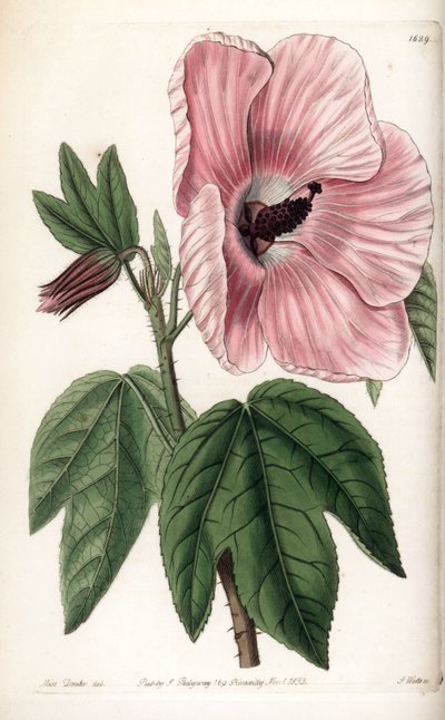 Pink Hibiscus - Plate gravert av S.Watts, fra en illustrasjon av Sarah Anne Drake (1803-1857), fra Botanical Register of Sydenham Edwards (1768-1819), England av Sydenham Teast Edwards