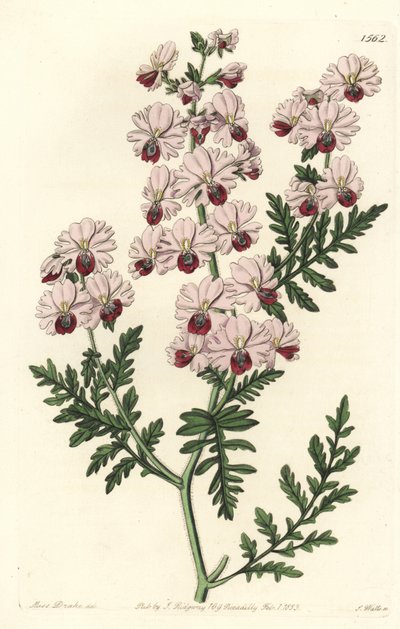 Fattigmannsorkide, Pinnat schizanthus dvergsort, Schizanthus pinnatus humilis. Håndfarget kobberstikk av S. Watts etter en illustrasjon av Miss Sarah Drake fra Sydenham Edwards' Botanical Register, Ridgeway, London av Sydenham Teast Edwards