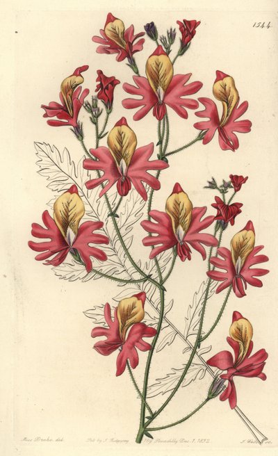 Fattigmannsorkidé, Schizanthus grahamii (Blunt-petalled schizanthus, Schizanthus retusus). Håndfarget kobberstikk av S. Watts etter en illustrasjon av Miss Sarah Drake fra Sydenham Edwards
