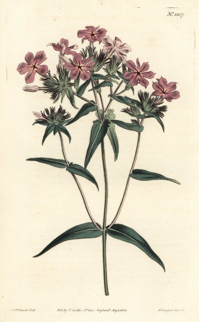 Prairie Phlox - Håret phlox eller lychnidea, Phlox pilosa. Håndfarget kobberstikk av F. Sansom Jr. etter en illustrasjon av Sydenham Edwards fra William Curtis' Botanical Magazine, T. Curtis, London av Sydenham Teast Edwards