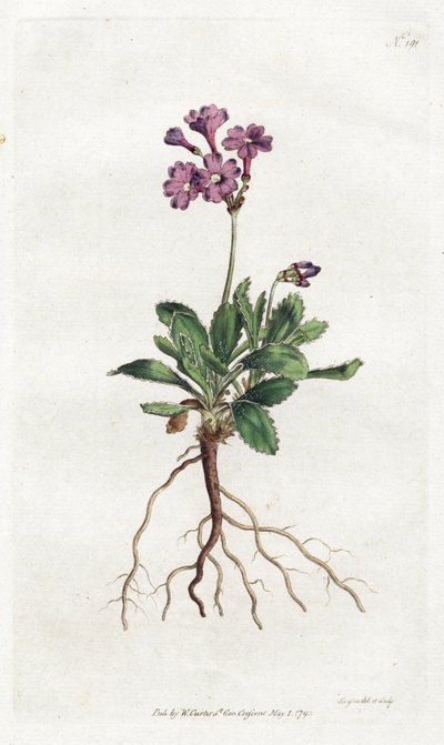 Primevere marginee - Litografi av Sydenham Edwards (1768-1819), plate fra William Curtis's Botanical Magazine (1746-1799) av Sydenham Teast Edwards