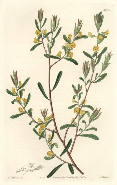 Pultanea flexilis, hjemmehørende i Australia - S. Watts sterkt vann fra en illustrasjon av Sarah Anne Drake (1803-1857), fra Botanical Register av Sydenham Teast Edwards