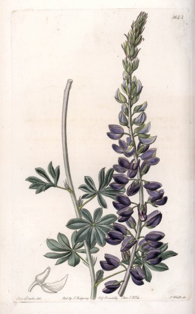 Purple Lupine Variete - Gravert av S.Watts, fra en illustrasjon av Sarah Anne Drake (1803-1857), fra Botanical Register of Sydenham Edwards (1768-1819), England av Sydenham Teast Edwards