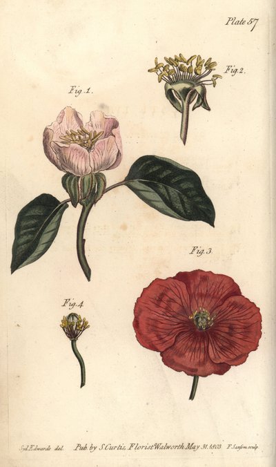 Kvedeblomst, Cydonia oblonga, Icosandria av Sydenham Teast Edwards