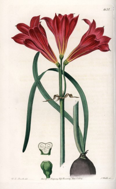 Rodophiale bifide - Gravert tavle av S.Watts, basert på en illustrasjon av Sarah Anne Drake (1803-1857), fra Botanical Register of Sydenham Edwards (1768-1819), England av Sydenham Teast Edwards