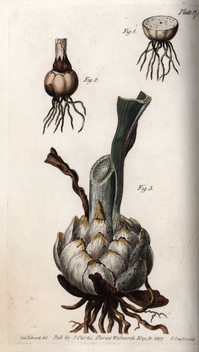 Rot og liljeløk. Farget kobberstikk, illustrasjon av Sydenham Edwards (1768-1819) for Conferences of Botanical, Botanical Garden of Lambeth (England) av Sydenham Teast Edwards