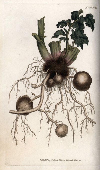 Røtter og knoller av en settepotet. Farget kobberstikk, illustrasjon av Sydenham Edwards (1768-1819) for Conferences of Botanical, Botanical Garden of Lambeth (England) av Sydenham Teast Edwards