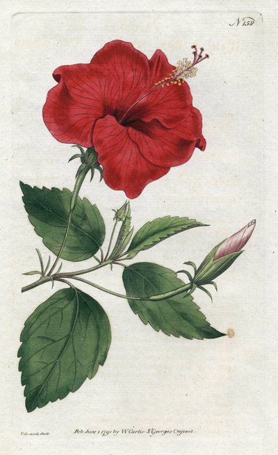 Rose de Chine - Litografi av Sydenham Edwards (1768-1819), plate fra William Curtis's Botanical Magazine (1746-1799) av Sydenham Teast Edwards