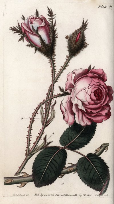 Rose, rose blomst hundre blader. Farget kobberstikk, illustrasjon av Sydenham Edwards (1768-1819) for Conferences of Botanical, Botanical Garden of Lambeth (England) av Sydenham Teast Edwards