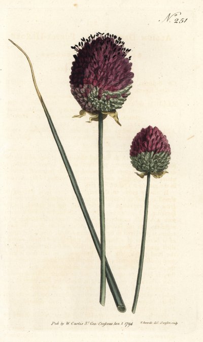 Rundhodet hvitløk, Allium sphaerocephalon (lillahodet hvitløk, Allium descendens). Håndfarget kobberstikk av Sansom etter en illustrasjon av Sydenham Edwards fra William Curtis