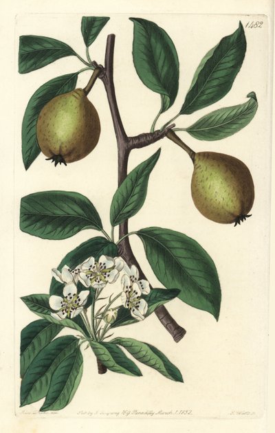 Salviebladpære - salviebladpære, Pyrus salviifolia (Pyrus salvifolia). Håndfarget kobberstikk av S. Watts etter en illustrasjon av Sarah Drake fra Sydenham Edwards