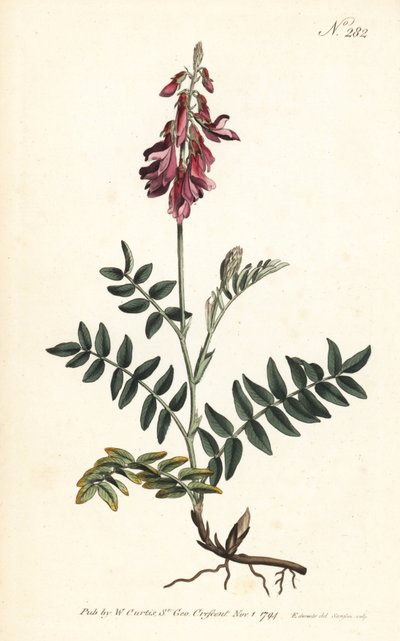 Sainfoin des Alpes - Alpine sainfoin, Hedysarum hedysaroides (Creeping rooted hedysarum obscurum) - Håndfarget kobberstikk av Sansom etter en illustrasjon av Sydenham Edwards fra William Curtis' Botanical Magazine, London av Sydenham Teast Edwards