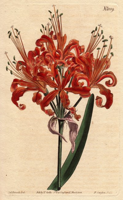 Laksefarget amaryllis, med krøllete oransje blomst, blomstrende fra en enkelt fot. Laksefarget amaryllis, med krøllete oransje blomster som blomstrer fra en enkelt stilk. Amaryllis ydmyker. Håndfarget kobberstikk fra en botanisk illustrasjon av av Sydenham Teast Edwards