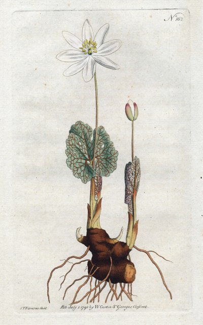 Sanguinaire du Canada - Litografi av Sydenham Edwards (1768-1819), plate fra William Curtis