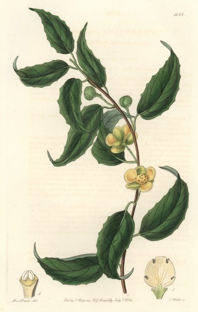 Schisandra har gule blomster, hjemmehørende i Nepal - Water forte av S. Watts fra en illustrasjon av Sarah Anne Drake (1803-1857), fra Botanical Register av Sydenham Teast Edwards