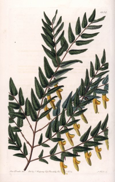 Scotia a glatte grener - Plate gravert av S.Watts, fra en illustrasjon av Sarah Anne Drake (1803-1857), fra Botanical Register of Sydenham Edwards (1768-1819), England av Sydenham Teast Edwards