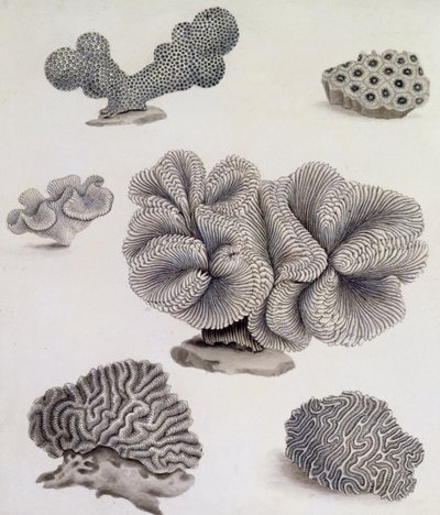 Skjell og marin flora (blyant, penn, blekk og akvarell) (se også 351985, 351986 og 351987) av Sydenham Teast Edwards