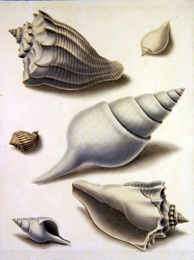 Skjell og marin flora (blyant, penn, blekk og akvarell på papir) (se også 351984, 351985 og 351987) av Sydenham Teast Edwards
