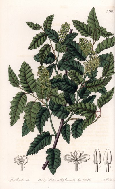 Busk Schinus latifolia, Pepper Variety - Plate gravert av S.Watts, fra en illustrasjon av Sarah Anne Drake (1803-1857), fra Botanical Register of Sydenham Edwards (1768-1819), England av Sydenham Teast Edwards