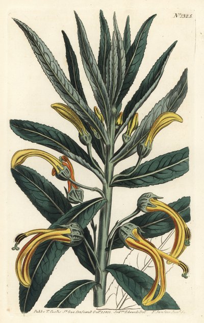 Siphocampylus giganteus, truet (Gigantisk lobelia, Lobelia gigantea). Håndfarget kobberstikk av F. Sansom Jr. etter en illustrasjon av Sydenham Edwards fra William Curtis' Botanical Magazine, T. Curtis, London av Sydenham Teast Edwards