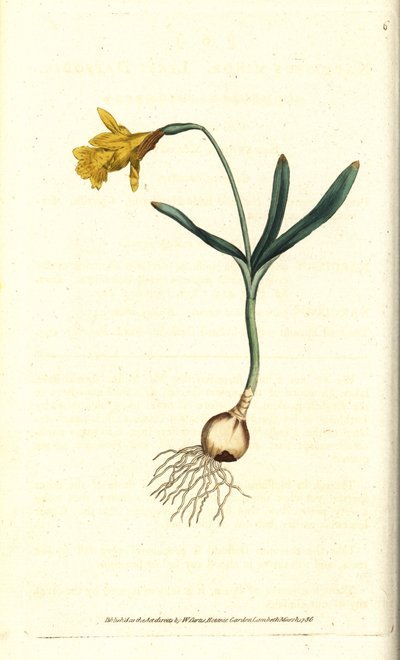 Liten narcissus - Minst påskelilje, Narcissus pseudonarcissus subsp. mindre (Narcissus minor). Håndfarget kobberstikk etter en botanisk illustrasjon av James Sowerby fra William Curtis' The Botanical Magazine, Lambeth Marsh, London av Sydenham Teast Edwards