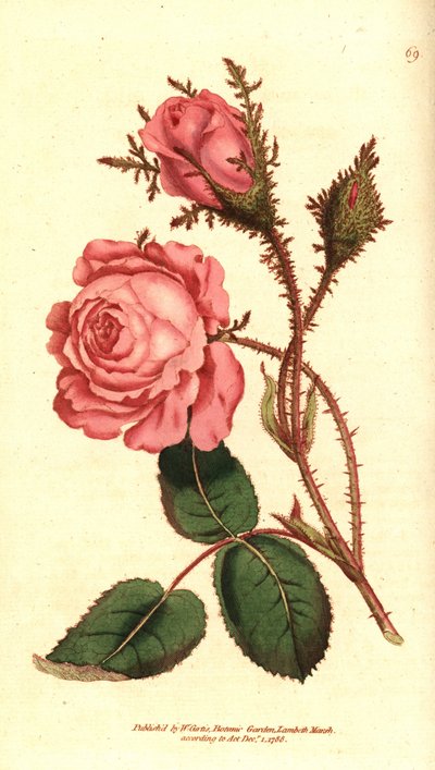 Glitrende rose (gnistrende rose) - Rosa mose, Rosa centifolia f. muscosa (Rosa muscosa). Håndfarget kobberstikk etter en botanisk illustrasjon fra William Curtis' The Botanical Magazine, Lambeth Marsh, London av Sydenham Teast Edwards