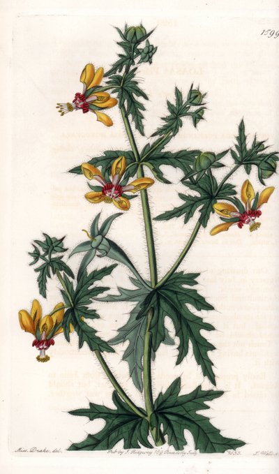 Spicy Poppy - Plate gravert av S.Watts, fra en illustrasjon av Sarah Anne Drake (1803-1857), fra Botanical Register of Sydenham Edwards (1768-1819), England av Sydenham Teast Edwards