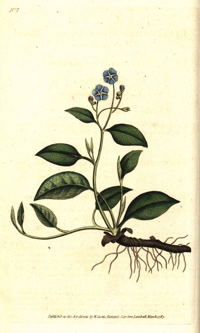 Spring Omphalodes eller Printaniere Little Borage - Krypende navleurt, Omphalodes verna (blå navlurt, Cynoglossum omphalodes). Håndfarget kobberstikk etter en botanisk illustrasjon av James Sowerby fra William Curtis' The Botanical Magazine, L av Sydenham Teast Edwards