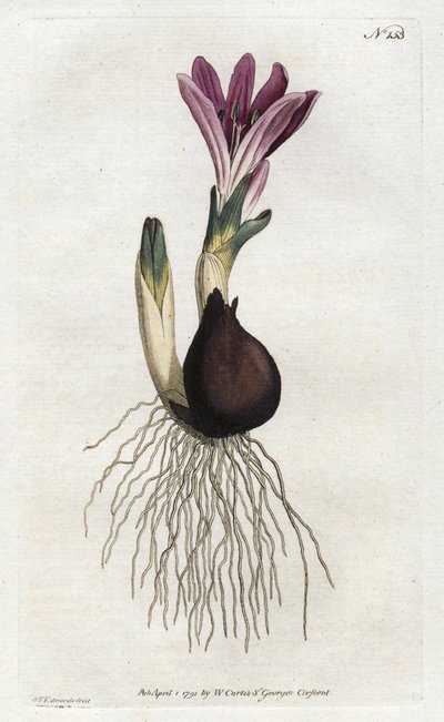 Spring bulbocode eller campanette - Litografi av Sydenham Edwards (1768-1819), fra William Curtis