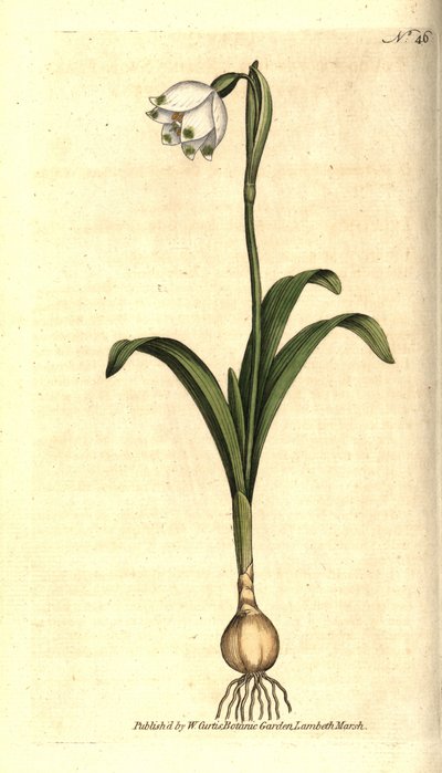 Vårnivå eller Claudinette - Vårsnøfnugg, Leucojum vernum. Håndfarget kobberstikk etter en botanisk illustrasjon av James Sowerby fra William Curtis