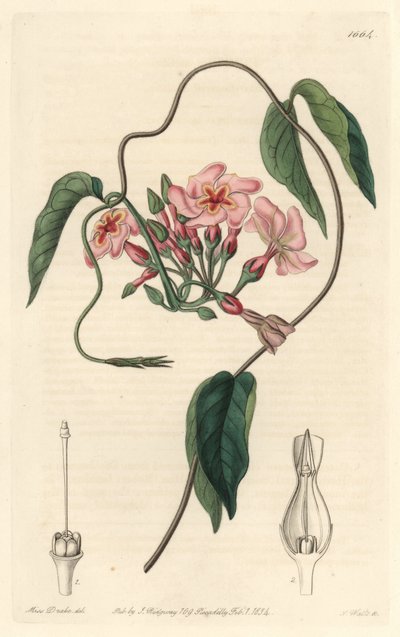 Stellar echite, innfødt i Brasil - Water forte av S. Watts fra en illustrasjon av Sarah Anne Drake (1803-1857), fra Botanical Register av Sydenham Teast Edwards