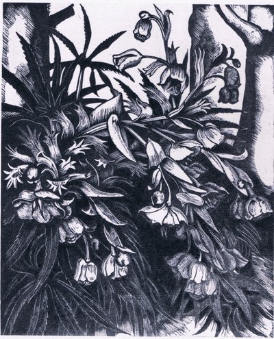 Stinking Hellebore, Nature in Britain utgitt av Collins av Sydenham Teast Edwards