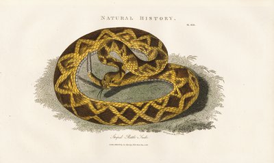 Stripete klapperslange av Sydenham Teast Edwards