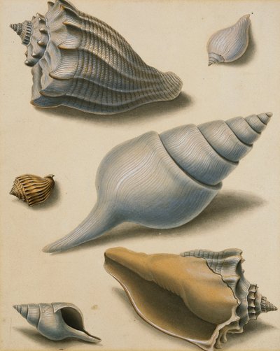 Studier av skjell og marin flora, av Sydenham Teast Edwards
