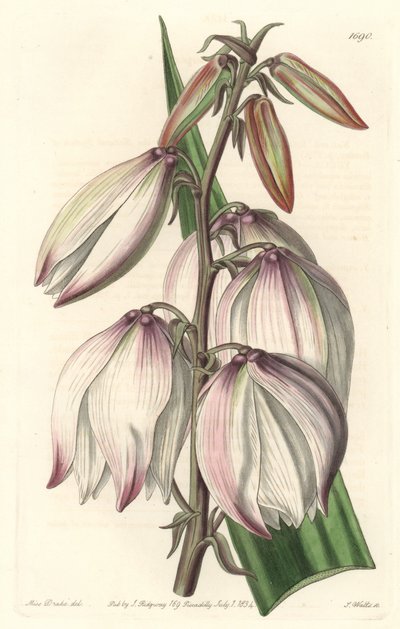 Superb Yucca - Water forte av S. Watts fra en illustrasjon av Sarah Anne Drake (1803-1857), fra Botanical Register av Sydenham Teast Edwards