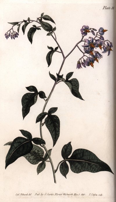 Søt bitter eller bitter søt nattskygge. Farget kobberstikk, illustrasjon av Sydenham Edwards (1768-1819) for Conferences of Botanical, Botanical Garden of Lambeth (England) av Sydenham Teast Edwards