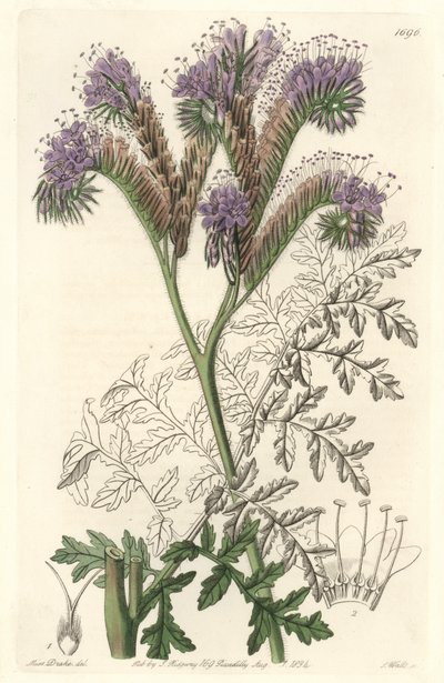 Tansy leaf phacelia, hjemmehørende i California - Water forte av S. Watts fra en illustrasjon av Sarah Anne Drake (1803-1857), fra Botanical Register av Sydenham Teast Edwards