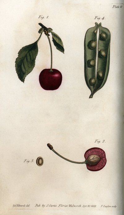 Ertens pericarp (belgfrukt) og delen av frukten av kirsebær (eller villkirsebær eller fugler). Farget kobberstikk, illustrasjon av Sydenham Edwards (1768-1819) for Conferences of Botanical, Botanical Garden of Lambeth (England) av Sydenham Teast Edwards