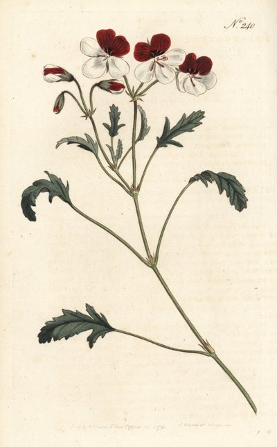 Trefarget tranesebb, Pelargonium tricolor. Håndfarget kobberstikk av Sansom etter en illustrasjon av Sydenham Edwards fra William Curtis