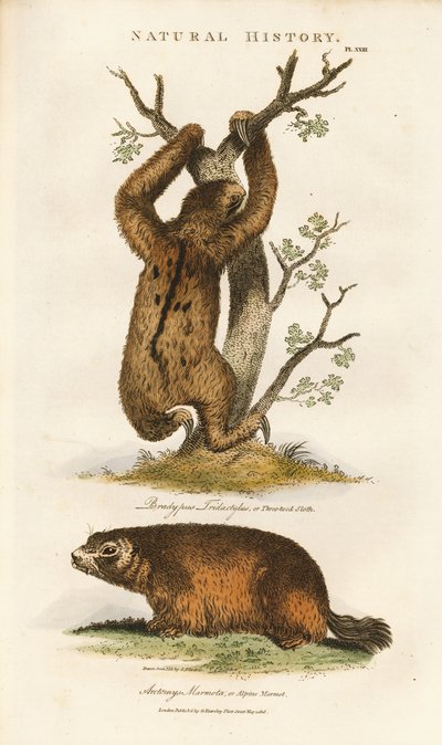 Tretået dovendyr og alpinmurmeldyr av Sydenham Teast Edwards