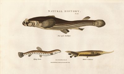 Tre uvanlige fiskearter av Sydenham Teast Edwards