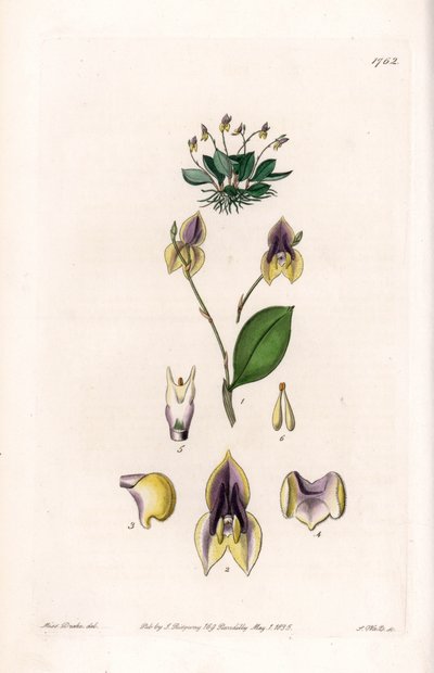 Three teeth Lepanthe - Plate gravert av S.Watts, fra en illustrasjon av Sarah Anne Drake (1803-1857), fra Botanical Register of Sydenham Edwards (1768-1819), England av Sydenham Teast Edwards