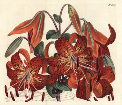 Tigerlilje - Tigerlilje, Lilium lancifolium (Tygerflekket kinesisk lilje, Lilium tigrinum). Håndfarget kobberstikk av F. Sansom Jr. etter en illustrasjon av Sydenham Edwards fra William Curtis' Botanical Magazine, T. Curtis, London av Sydenham Teast Edwards