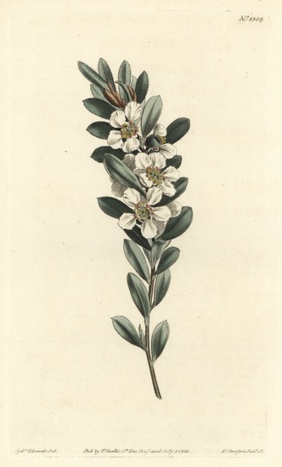 Tree a the eller australsk myrt - Coastal tea tree, Leptospermum laevigatum (Glatt fabricia, Fabricia laevigata). Håndfarget kobberstikk av F. Sansom Jr. etter en illustrasjon av Sydenham Edwards fra William Curtis