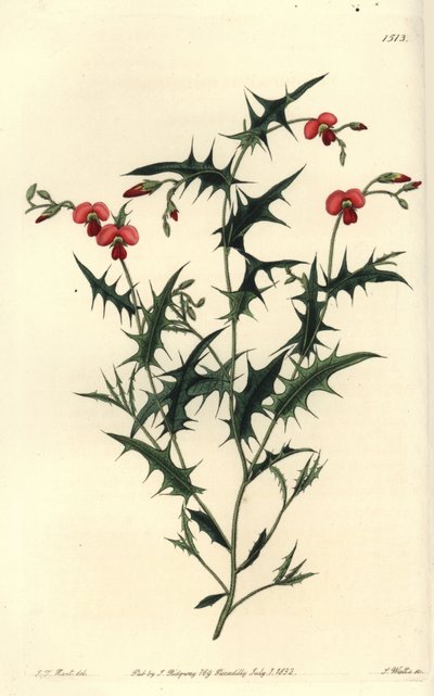 Trekantet chorozema, Chorozema triangulare. Håndfarget kobberstikk av S. Watts etter en illustrasjon av JT Hart fra Sydenham Edwards' Botanical Register, Ridgeway, London av Sydenham Teast Edwards