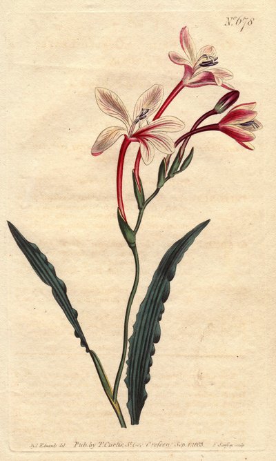 Tritonia har et krøllete blad og rosa, karmosinrøde og hvite blomster, hjemmehørende i Sør-Afrika. Krøllet bladtritonia med rosa, karmosinrøde og hvite blomster. Innfødt i Sør-Afrika. Tritonia crispa. Håndfarget kobberstikk fra en botanisk illustrasjon b av Sydenham Teast Edwards