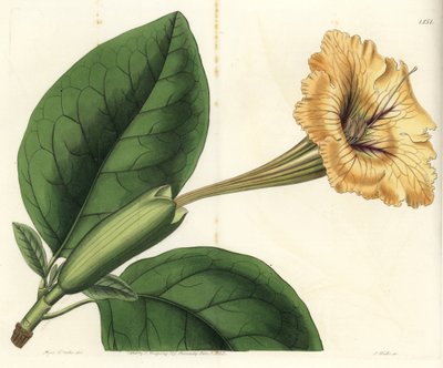 Trompetliana eller en kopp gull - Kalkranke eller flekkblomstret solandra, Solandra guttata. Håndfarget kobberstikk av S. Watts etter en illustrasjon av Miss Sarah Drake fra Sydenham Edwards