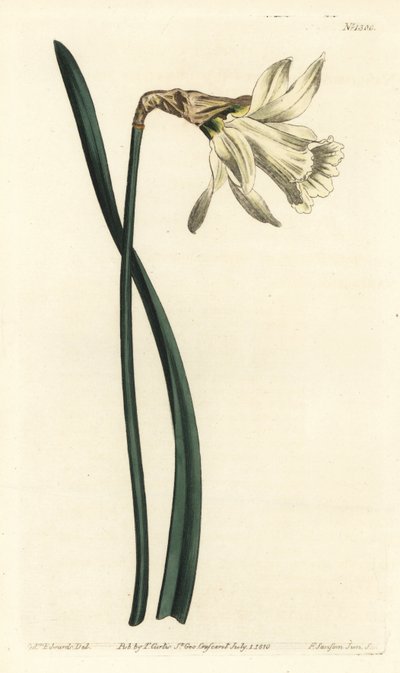 Trompetnarcissus - Mindre hvit spansk påskelilje, Narcissus pseudonarcissus subsp. moschatus (Narcissus moschatus). Håndfarget kobberstikk av F. Sansom Jr. etter en illustrasjon av Sydenham Edwards fra William Curtis
