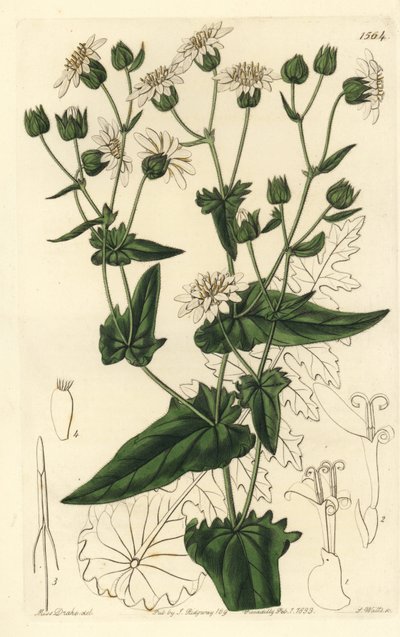 Nepebladig moskus-sacry, Moscharia pinnatifida. Håndfarget kobberstikk av S. Watts etter en illustrasjon av Miss Sarah Drake fra Sydenham Edwards' Botanical Register, Ridgeway, London av Sydenham Teast Edwards